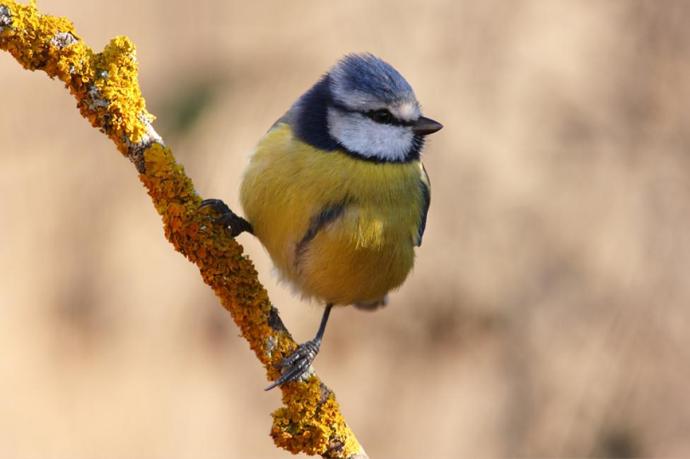 Imagen 48 de la galería de Herrerilo común - Bue tit (Cyanistes caeruleus)